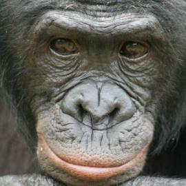 Bonobo Handshake